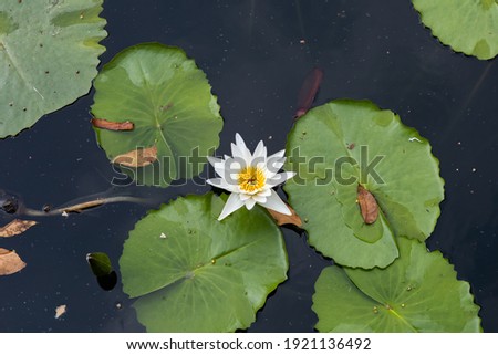 The beautiful pattern water lily