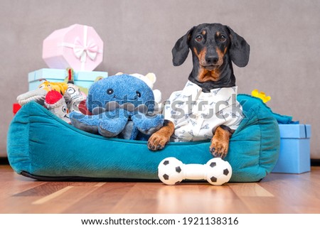 Dachshund in festive shirt is lying in pet bed surrounded by pile of toys and gift boxes given for birthday. Selfish dog has collected all toys in its spot and does not want to share, guards them. Royalty-Free Stock Photo #1921138316