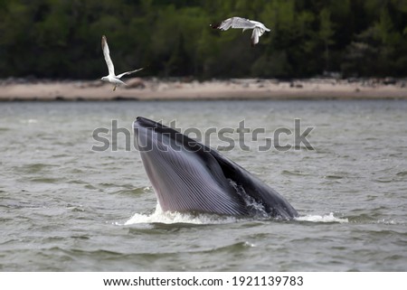 beautiful minke whale coming out of the water and seagull Royalty-Free Stock Photo #1921139783
