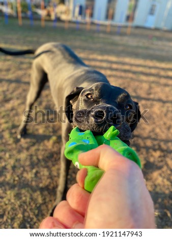 Playing tug with your dog. Squeaky toy  Royalty-Free Stock Photo #1921147943