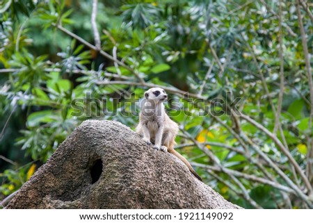 The meerkat (Suricata suricatta) stands alone as guard
A small carnivoran belonging to the mongoose family.
Its face tapers, coming to a point at the nose, which is brown. 
