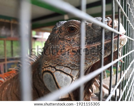 iguana reptiles in iron trellis enclosures