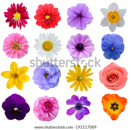 Set of colorful seasonal blooms Royalty-Free Stock Photo #192117089