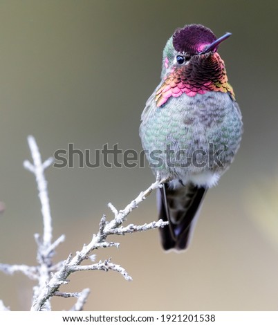 Anna's Hummingbird adult male. Santa Cruz, California, USA.