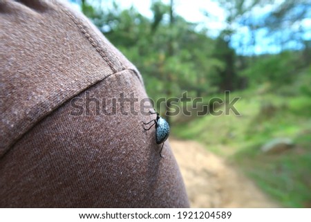 Closeup of a black and blue pleasing fungus beetle, also called Gibbifer californicus, sitting on a man's shoulder                               