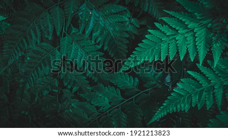 ferns that thrive in tropical forests of Sumatra