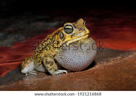 Male olive toad (Amietophrynus garmani) calling during the night, South Africa
