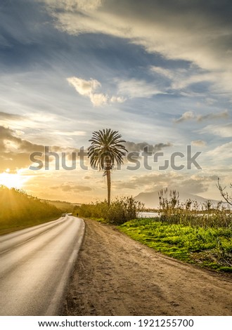 palm try beside a road under a dramatic sky