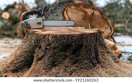 Felling trees, chainsaw on the trunk of a horse chestnut Royalty-Free Stock Photo #1921260263