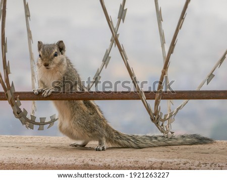 Cute Indian three-striped palm squirrel or funambulus palmarum on a wall with barbed wire in Multan, Punjab, Pakistan