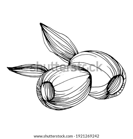 Olive branches isolated. Olive sketch element. Vector hand drawing wildflower for background, texture, wrapper pattern, frame or border.
