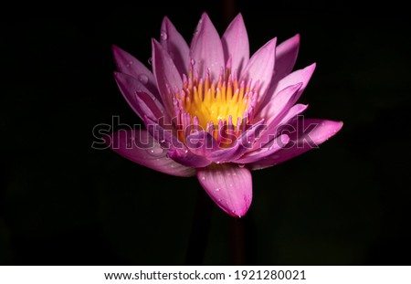 Macro picture of wet pink lotus flower 
