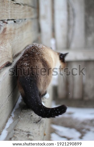 Thai Siamese Cat with Blue Eyes and Fluffy Fur with Snowflakes in Winter Snow Outdoor Walking on Construction Site of Wooden House Wall