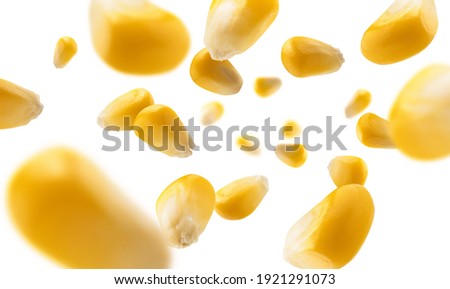 Ripe corn grains levitate on a white background Royalty-Free Stock Photo #1921291073