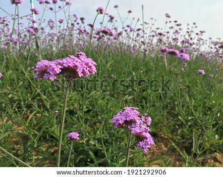 Beautiful purple pink verbena flowers used for background pictures