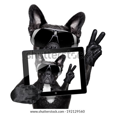 french bulldog doing a selfie
