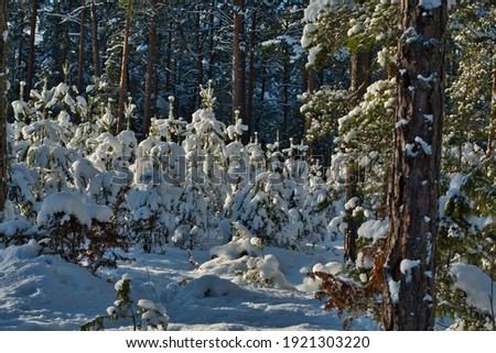 In the shade of a winter coniferous forest on the lawn in the golden rays of the sun, young pine shoots are almost completely shrouded in fresh fluffy snow.