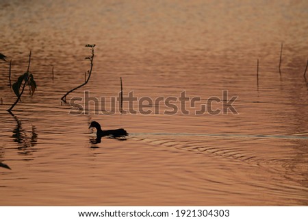 The swimming Eurasian coot during sunset or sunrise, golden water.