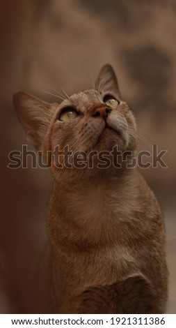 Domestic Indian Cat Pictures, Selective focus