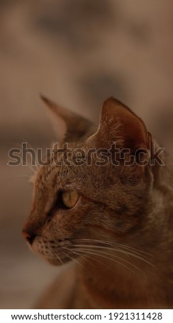 Domestic Indian Cat Pictures, Selective focus