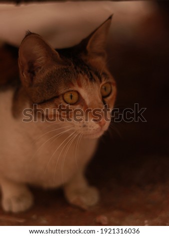 domestic indian cat pictures,selective focus