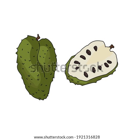 guanabana fruit, tropical sausep, large green fruit with dark seeds and light flesh vector illustration