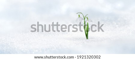Spring twin snowdrop rising from fresh snow Royalty-Free Stock Photo #1921320302