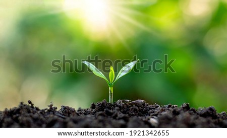 The seedlings grow from fertile soil and the morning sun shines. Ecology and ecological balance concept. Royalty-Free Stock Photo #1921342655