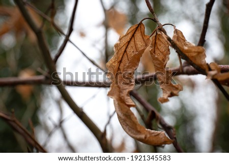 Dead leaves in winter on a branch in English forest on a grey day. Nature tree seasons changing