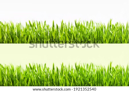 Big horizontal Grass Borders Set Royalty-Free Stock Photo #1921352540