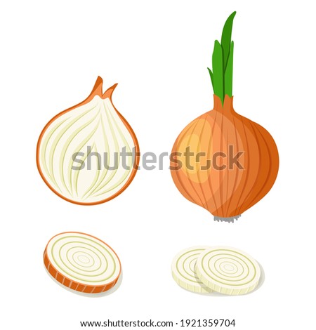 Yellow onions set. Whole unpeeled, half, onion rings and slices. Fresh farm market vegetables. Vector illustrations isolated on white background. Royalty-Free Stock Photo #1921359704