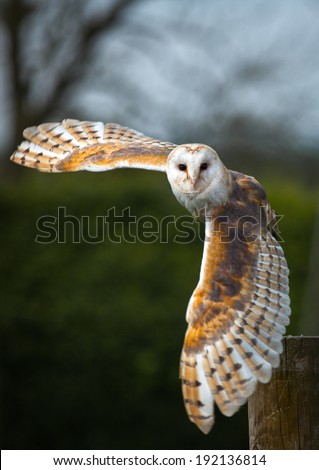 Barn owl in the country side flying Royalty-Free Stock Photo #192136814