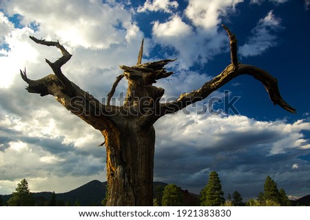 Abstract images of dead trees