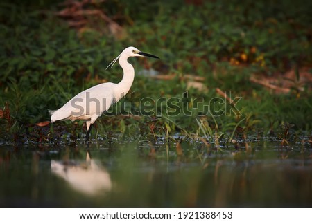 Little egret (Egretta garzetta) catches fish in the river Danube. White heron standing in the river and watching the fish. Wild scene from nature. The natural beauty of the Danube Delta in Romania