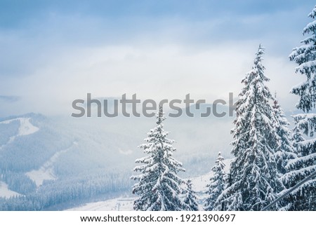 Picture of snow covered Christmas Tree and mountains.. Winter trees in mountains covered with fresh snow on a cloudy day