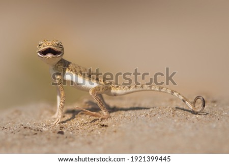 A Toad Headed Agama in the desert
