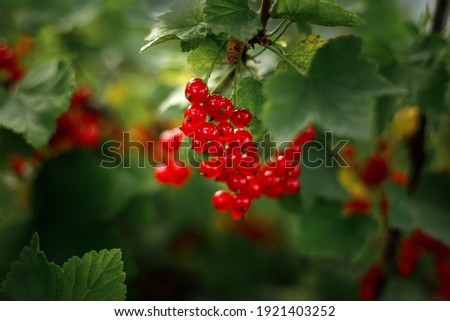 On the branch bush berries are ripe redcurrant (Ribes rubrum) Royalty-Free Stock Photo #1921403252
