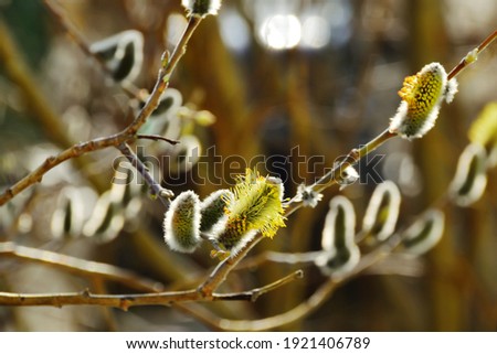 A flowering bud of willow on the backdrop with blooming branches and round glare on the back burner. Close up, contour light. Beautiful spring pictures, background, wallpaper.