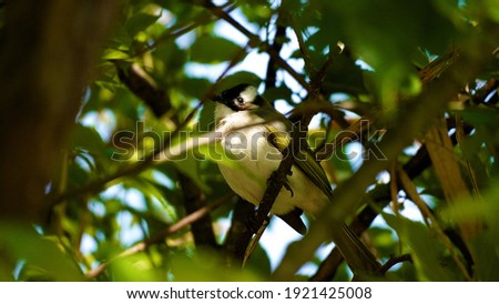 Light-vented Bulbul, whitch is endemic to Taiwan. The bird on a tree