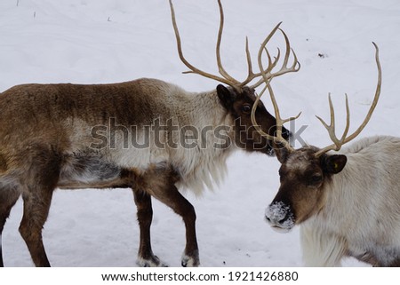 picture of elks in winter