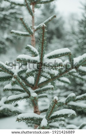 tree in winter, covered in snow, Background picture