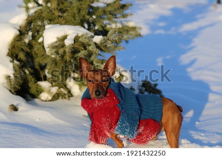Portrait. Miniature Pinscher in clothes on a walk in winter Park. A dog in a knitted jacket walks in the forest. A dog in overalls on the background of a fir tree. A pet in nature.