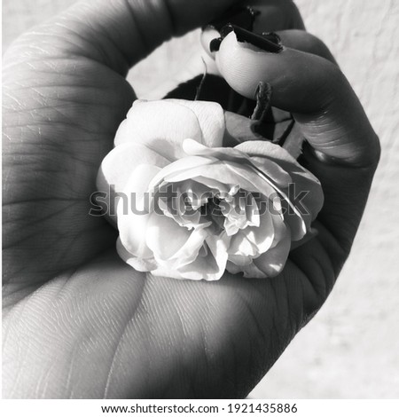 picture of a hand holding a rose in black and white