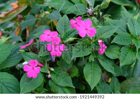 Impatience flowers or Impatiens walleriana in large plant, on branch. Common species in the mountainous areas of the Atlantic Forest.