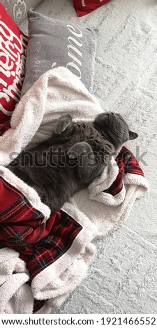 
The British cat sleeps on a New Year's cover
