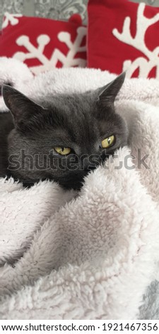 
Cat on New Year's Eve warms up in a blanket