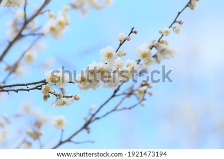 white apricot blossom in blooming