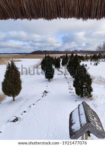 Path between cedar trees. Walkway covered with snow. Nature reserve territory with tracks for walking.