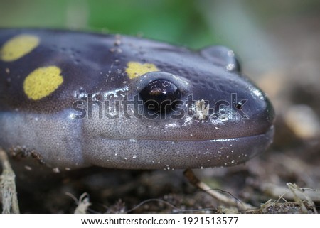Closeup of the head of a male Spotted salamander , Ambystoma maculatum 