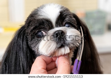 Beautiful funny shih-tzu dog at the groomer's table in the studio. Best fashion style of the professional groomer. Royalty-Free Stock Photo #1921515113